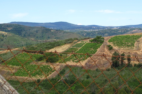 Quinta da Muradella: la artesanía del vino